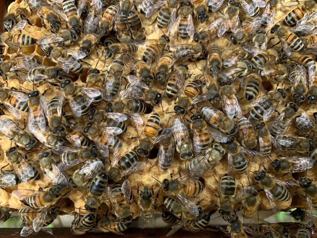 Жмёмся мы друг к дружке, чтоб теплее стало: пчёлы спрятались до весны   - фото 1