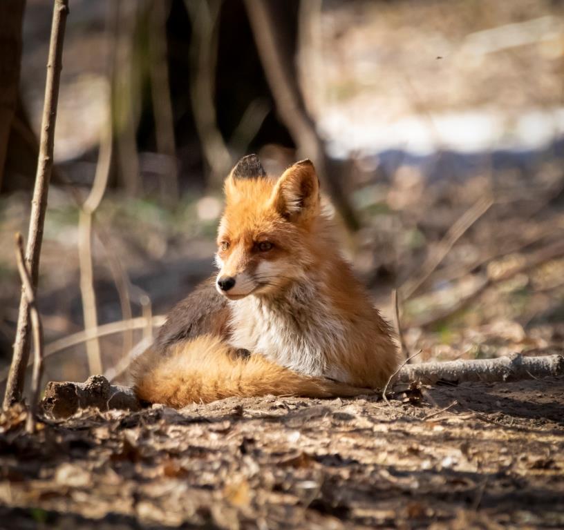Где живёт лисичка-сестричка: в Москве разработали карту обитания лис - фото 2