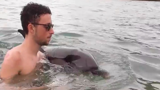 Дельфины обратились за помощью к людям: видео - фото 1
