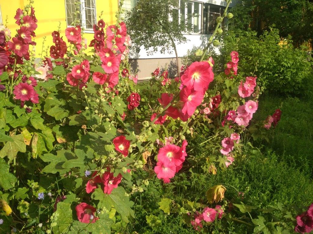 Гладиолусы и прочие цветы московских улиц  - фото 3