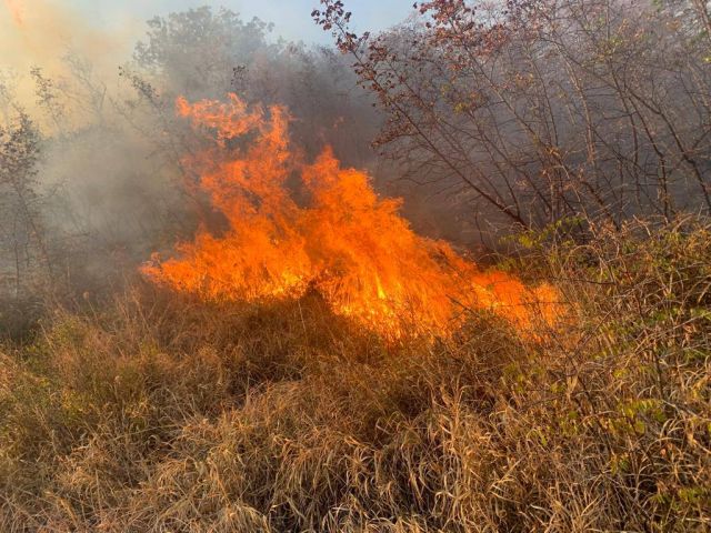 Лесной пожар в Пшадском лесничестве локализован - фото 1