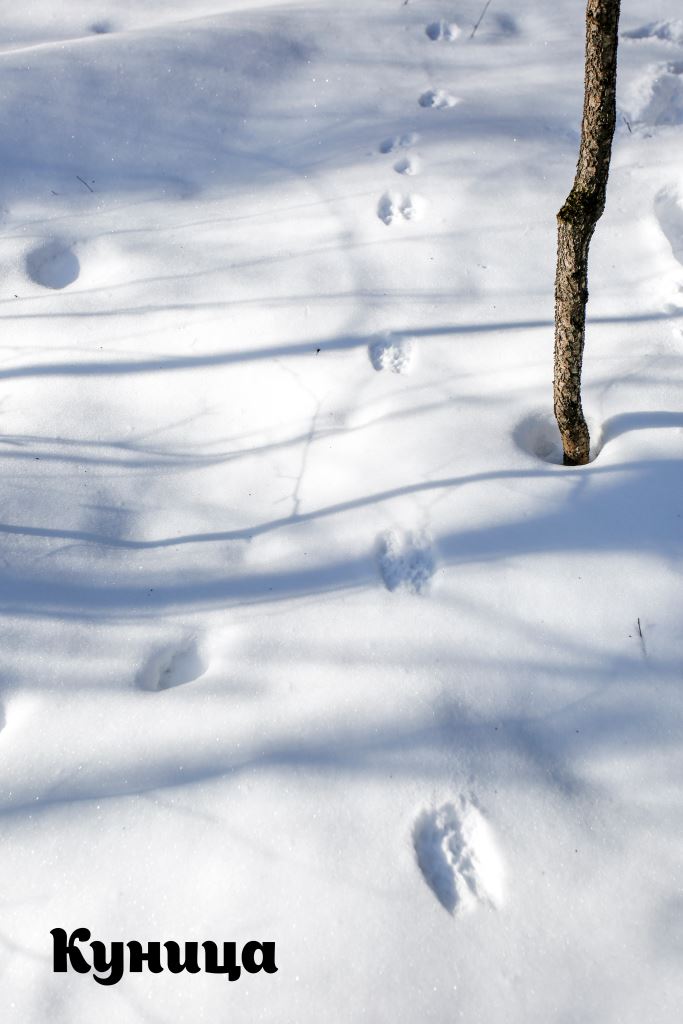 Следопыты в московских парках: по отпечаткам лап зимой можно определить более 15 видов зверей - фото 6