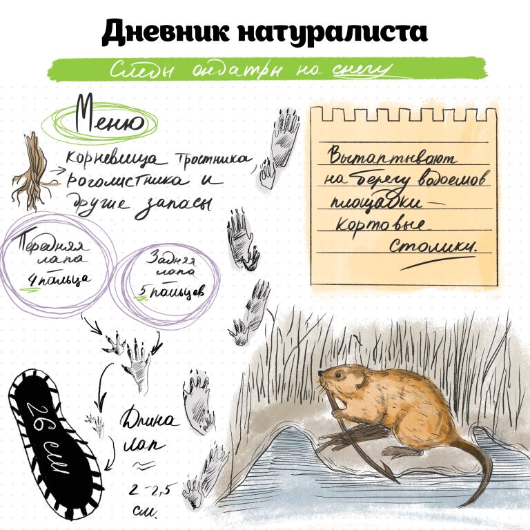 Следопыты в московских парках: по отпечаткам лап зимой можно определить более 15 видов зверей - фото 9