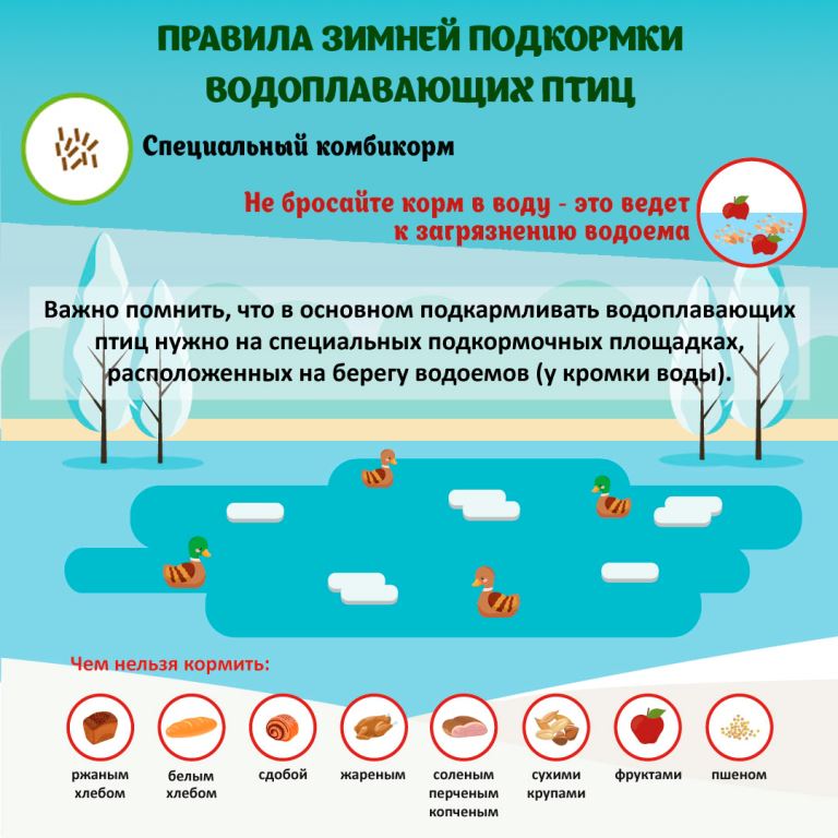 Утки с московской пропиской: какие водоплавающие птицы остаются зимовать в Москве - фото 6