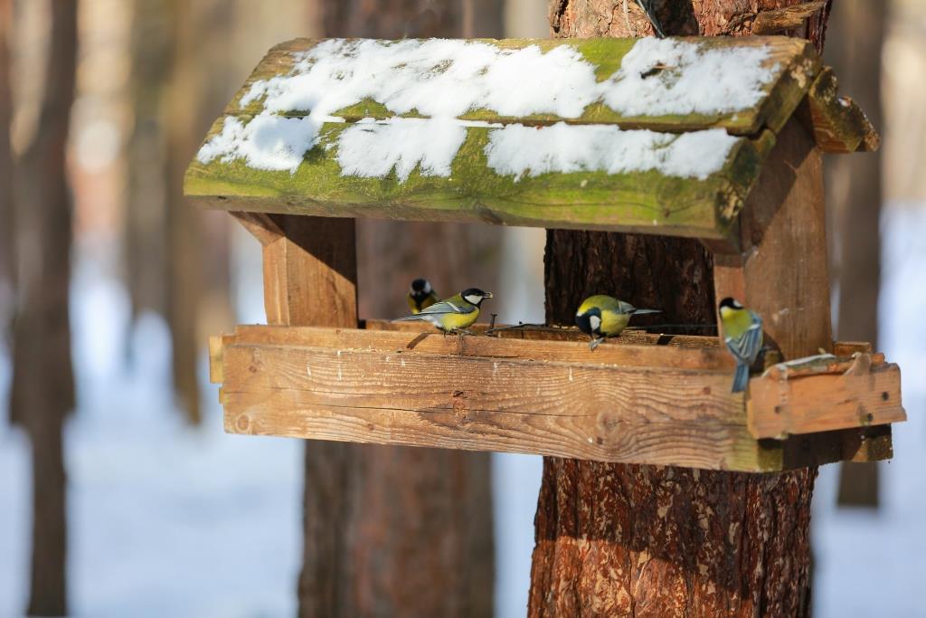 Департамент природопользования рекомендует продолжать подкормку птиц в марте - фото 2