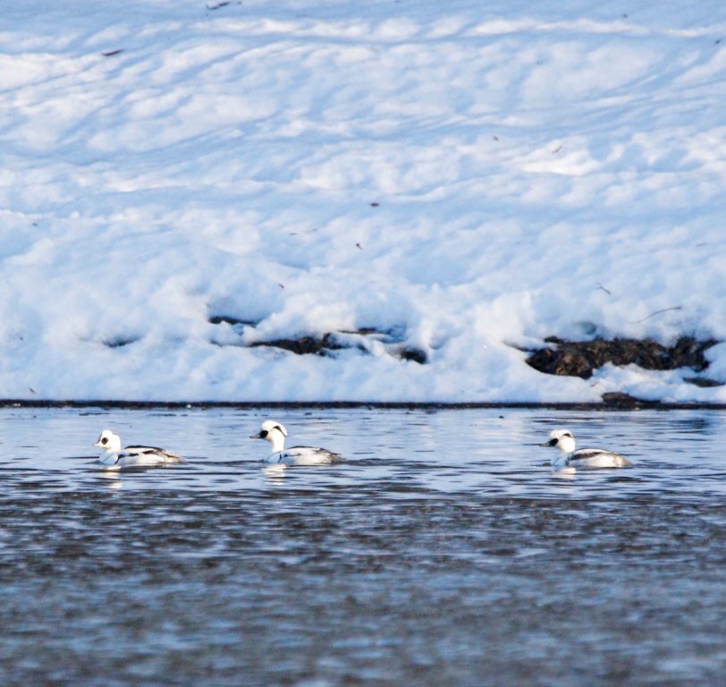 Утки с московской пропиской: какие водоплавающие птицы остаются зимовать в Москве - фото 3