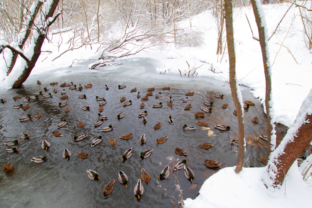 Утки с московской пропиской: какие водоплавающие птицы остаются зимовать в Москве - фото 1