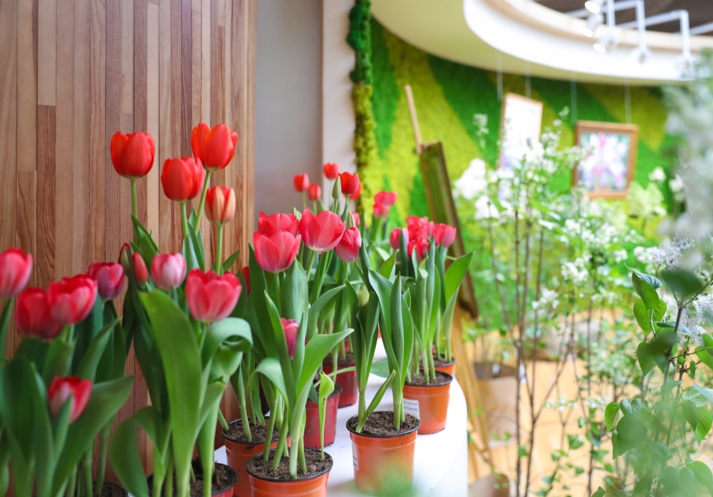 Выставка «Превосходство весны» открылась в Экоцентре «Цветоводство» Департамента природопользования Москвы - фото 4