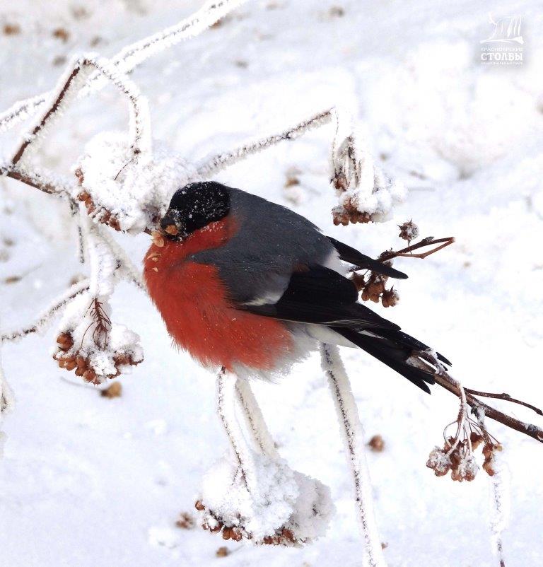 15 января – День зимующих птиц - фото 1