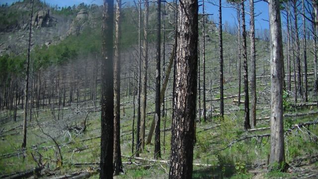 Вспоминаем лесные пожары 2015 года на Байкале  - фото 20