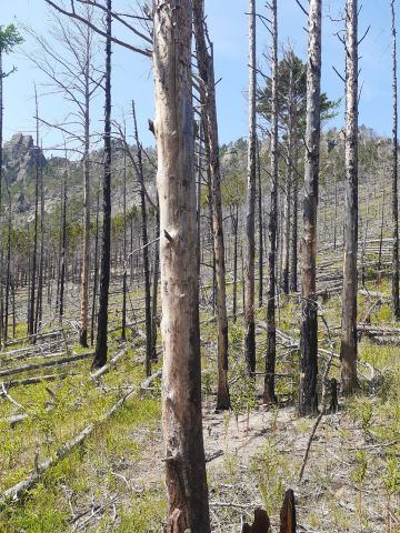 Вспоминаем лесные пожары 2015 года на Байкале  - фото 22