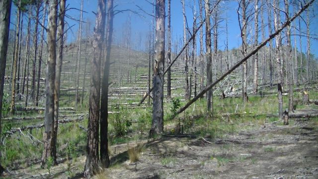 Вспоминаем лесные пожары 2015 года на Байкале  - фото 48