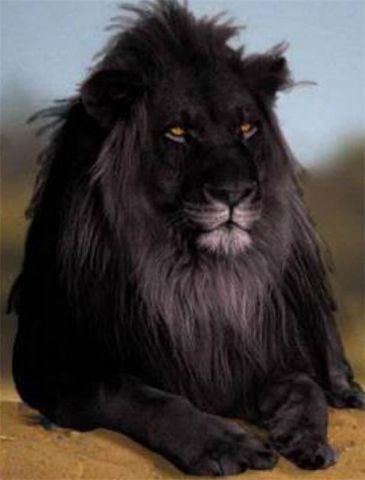 Жил да был черный лев за углом... - фото 6