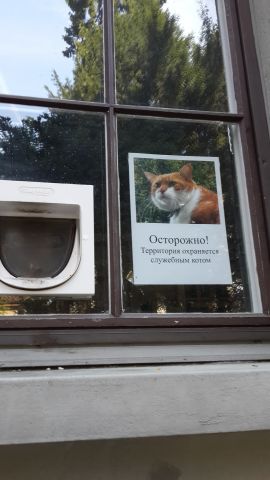 Русскую книгу в Швейцарии охраняет рыжий кот  - фото 1