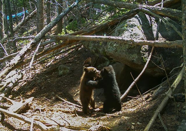 Василий Климов, его окно в природу, а там бурый медведь - фото 1