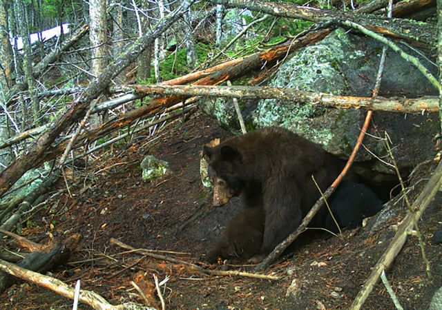 Василий Климов, его окно в природу, а там бурый медведь - фото 4