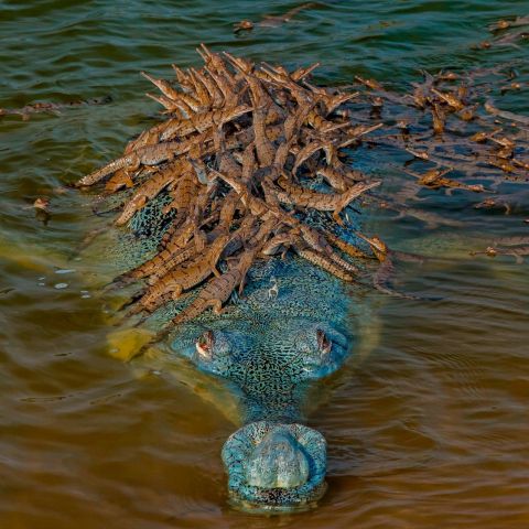 Священная рептилия в священной реке - фото 19