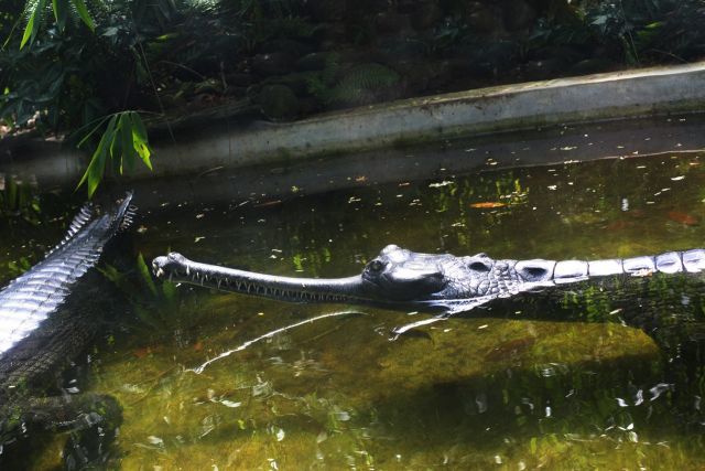 Священная рептилия в священной реке - фото 6