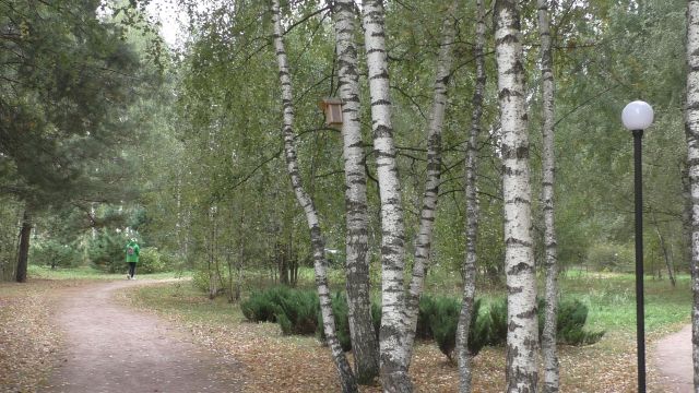 Экотропа "Леса России". Лосиноостровскому парку 39 лет - фото 7
