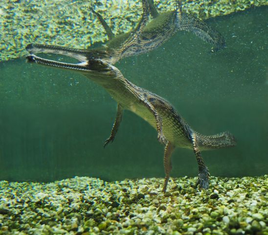 Священная рептилия в священной реке - фото 15