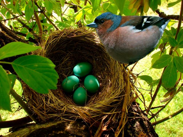 Василий КЛИМОВ в своем окне в мир об эволюции птичьих гнезд - фото 1